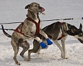 2009-03-14, Competition de traineaux a chiens au Bec-scie (145635)